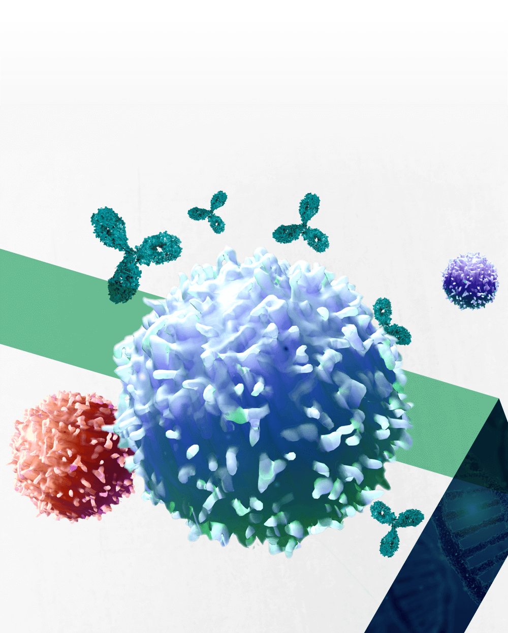 Three T-cells with several antibodies surrounding them.